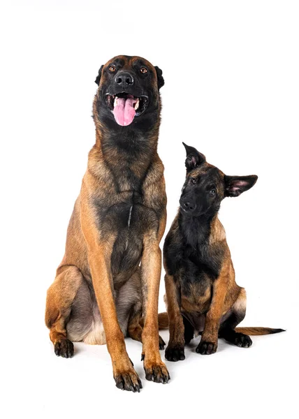 Zwei Belgische Schäferhunde Vor Weißem Hintergrund — Stockfoto