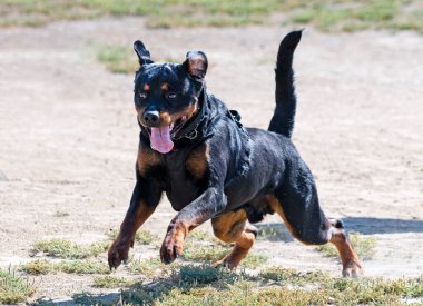 Genç Rottweiler koruma sporu ve polis eğitimi alıyor.
