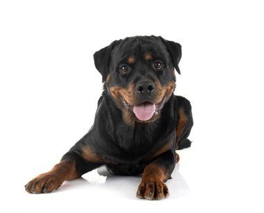 Beyaz arkaplan önünde safkan rottweiler