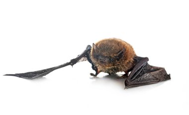 Beyaz arkaplan önünde Pipistrellus pipistrellus