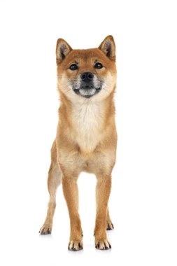 Beyaz arkaplan önünde shiba inu