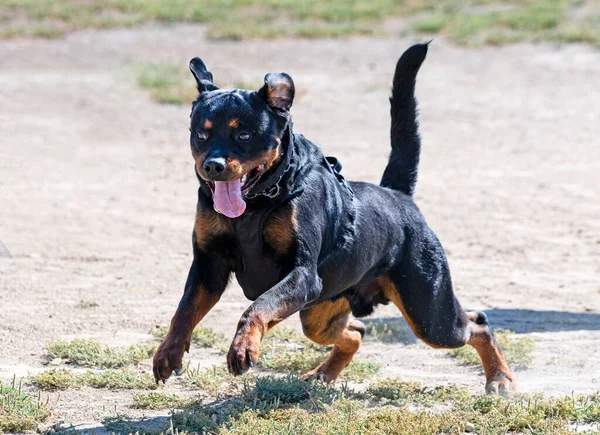 Entrenamiento Joven Rottweiler Para Deporte Protección Policía — Foto de Stock