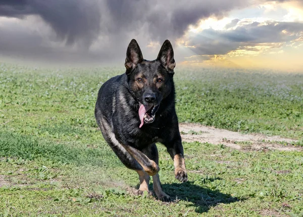 Young German Shepherd Training Nature Obedience Competition — Stock Photo, Image