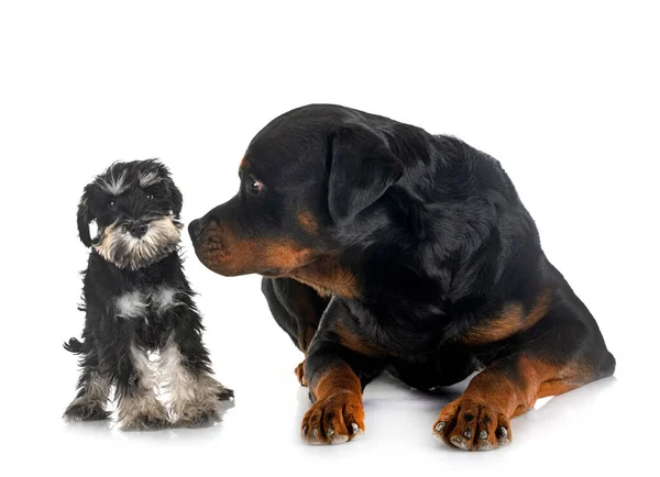 Beyaz Arkaplan Önünde Minyatür Schnauzer Rottweiler — Stok fotoğraf