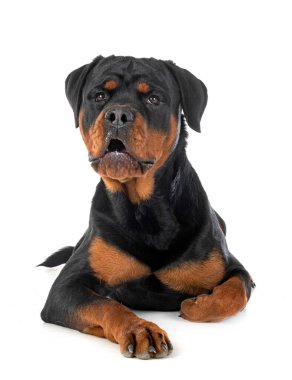 Beyaz arkaplan önünde safkan rottweiler