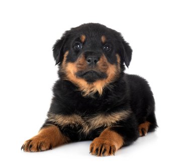 Beyaz arkaplan önünde köpek yavrusu rottweiler