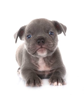 Beyaz arka planda köpek yavrusu Fransız bulldog 'u