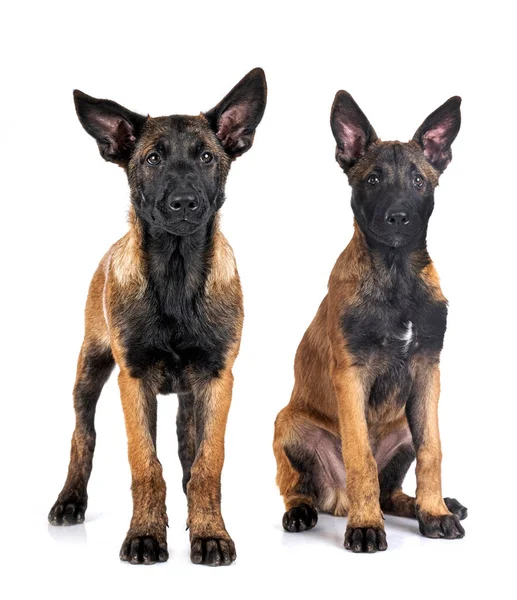 Zwei Belgische Schäferhunde Vor Weißem Hintergrund — Stockfoto