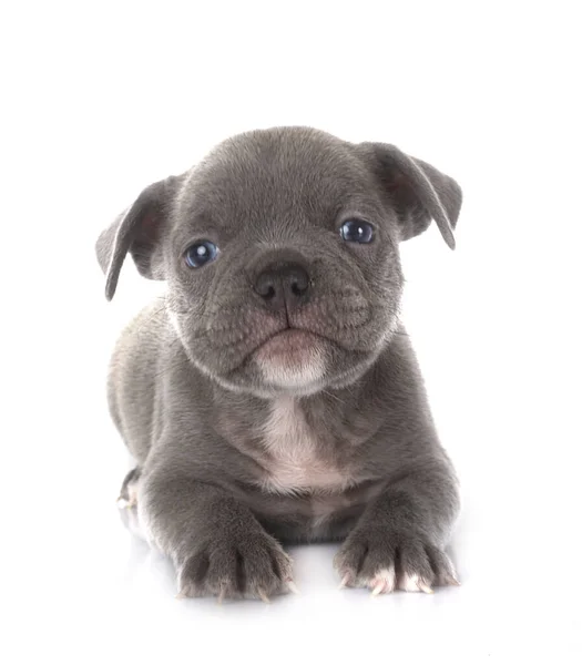 Chiot Français Bulldog Face Fond Blanc — Photo