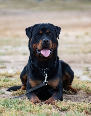 Genç Rottweiler koruma sporu ve polis eğitimi alıyor.