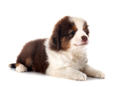 Beyaz arkaplan önünde minyatür Amerikan çoban köpeği