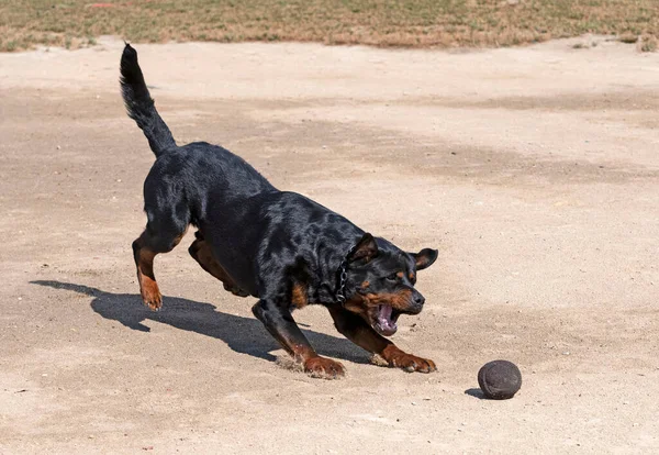 Młody Rottweiler Szkolenia Przyrodzie Dla Bezpieczeństwa Połowu Obiektu — Zdjęcie stockowe
