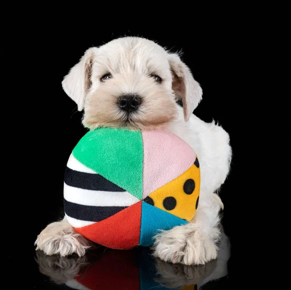 Puppy Miniatuur Schnauzer Voorkant Van Zwarte Achtergrond — Stockfoto