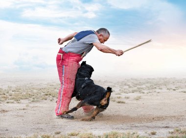 Genç Rottweiler bir kulüpte güvenlik eğitimi alıyor.