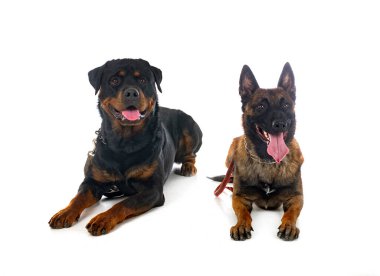Beyaz arka planda Belçikalı çoban ve rottweiler