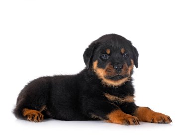 Beyaz arkaplan önünde köpek yavrusu rottweiler
