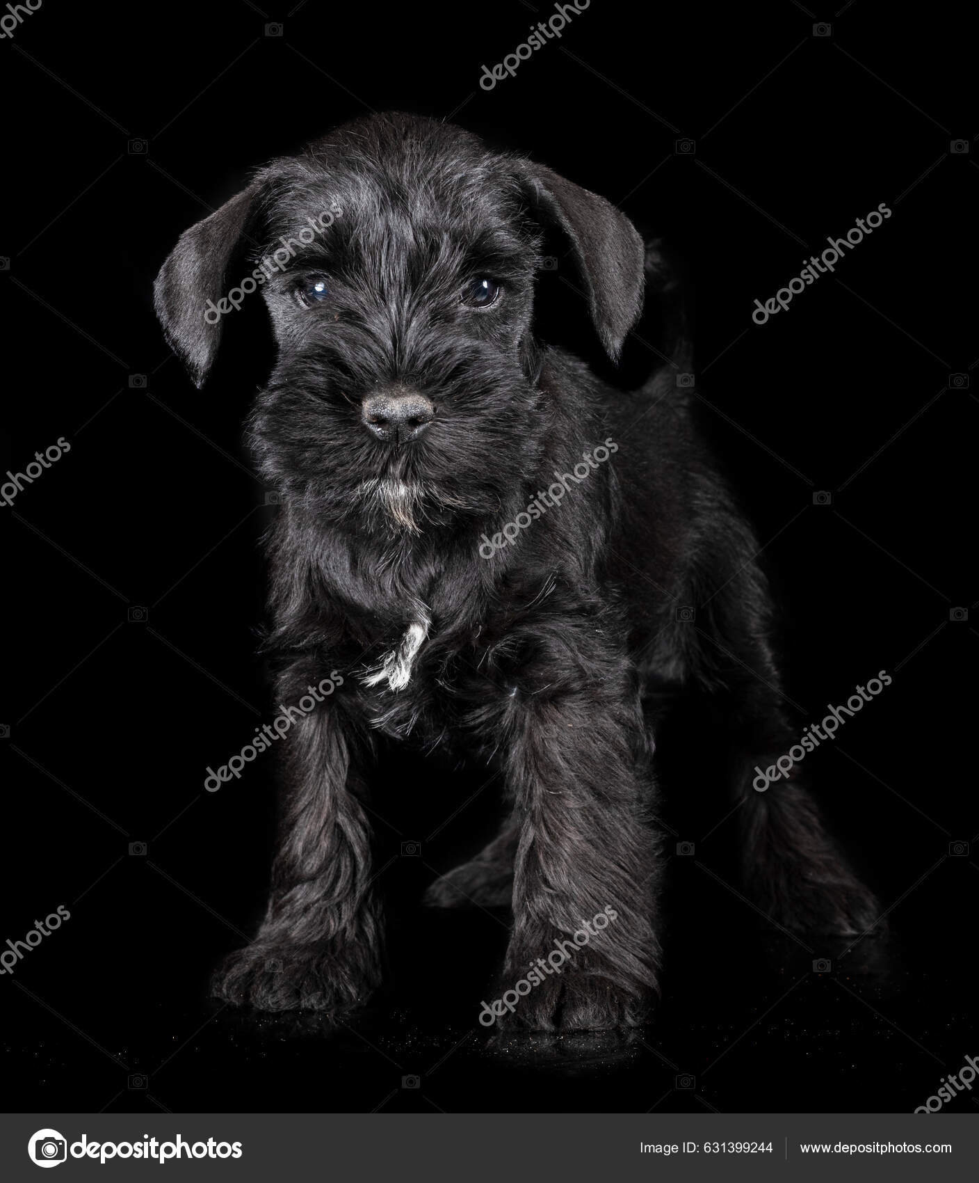 Schnauzer Miniatura Delante Fondo Negro — Foto de stock #631399244 ©  cynoclub, image size:1408x1700