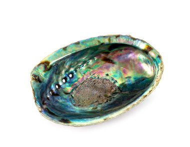 shell of abalone in front of white background