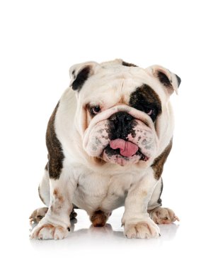 Beyaz arkaplan önünde İngiliz Bulldog 'u
