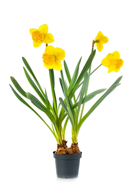 Narcissus Jonquilla Voor Witte Achtergrond — Stockfoto
