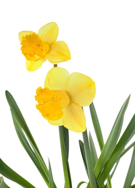 Narcissus Jonquilla Framför Vit Bakgrund — Stockfoto