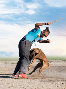 Genç Belçikalı çoban köpeği doğada güvenlik eğitimi alıyor.