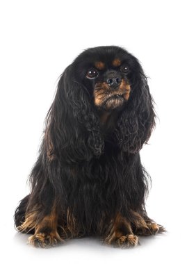 Genç cavalier king charles beyaz arka plan önünde
