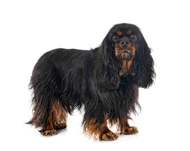 Genç cavalier king charles beyaz arka plan önünde