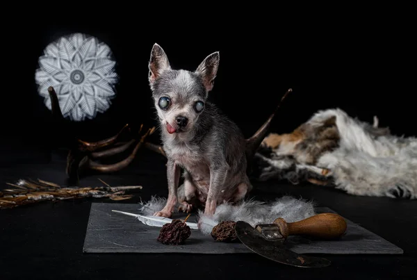 Ślepy Chihuahua Voodoo Akcesorium Pozowanie Przed Czarnym Tle — Zdjęcie stockowe