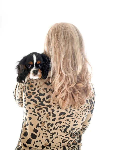 Young Cavalier King Charles Woman Front White Background — Stock Photo, Image