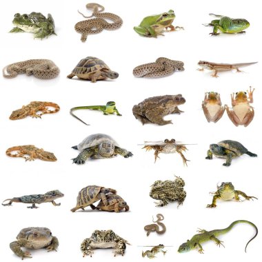 Beyaz arkaplan önünde Avrupa sürüngenleri ve amfibiler