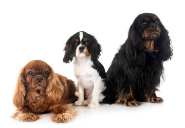 Genç cavalier king charles beyaz arka plan önünde