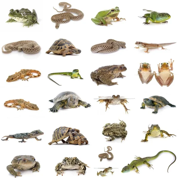 European Reptiles Amphibians Front White Background — Stock Photo, Image