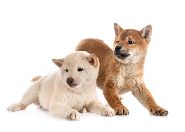 Young Shiba Inus Front White Background — Stock Photo, Image