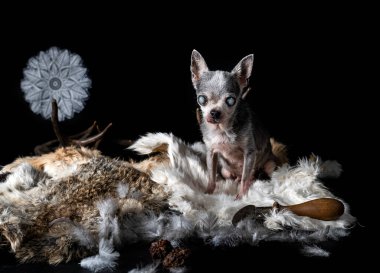 Kör chihuahua ve vudu aksesuarları siyah arkaplan önünde poz veriyor.
