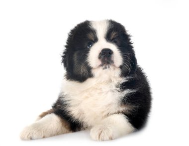 Beyaz arkaplan önünde minyatür Amerikan çoban köpeği