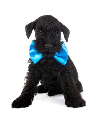 Beyaz arkaplan önünde minyatür schnauzer