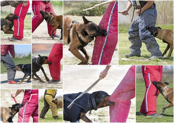 Group Guard Dogs Training Nature Security — Zdjęcie stockowe