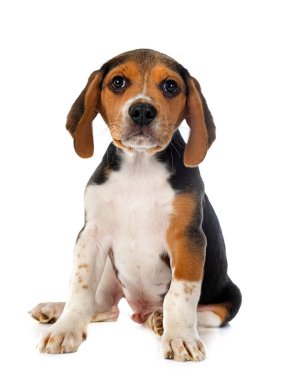 Genç av köpeği beyaz arkaplanın önünde