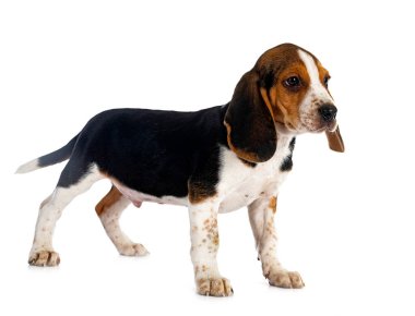 Genç av köpeği beyaz arkaplanın önünde