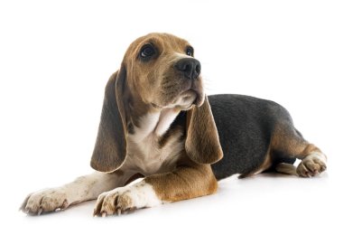 Genç av köpeği beyaz arkaplanın önünde