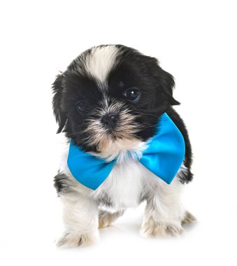 Köpek Shih Tzu beyaz arkaplanın önünde