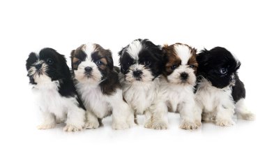 Beyaz arka planda köpek yavruları Shih Tzu