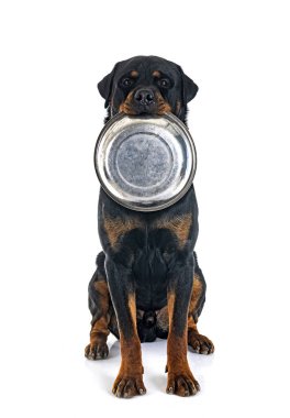 Beyaz arkaplan önünde safkan rottweiler