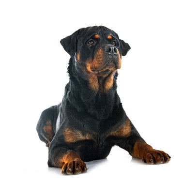 Beyaz arkaplan önünde safkan rottweiler