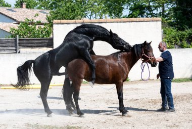 Bahar sabahı çiftleşen iki at.