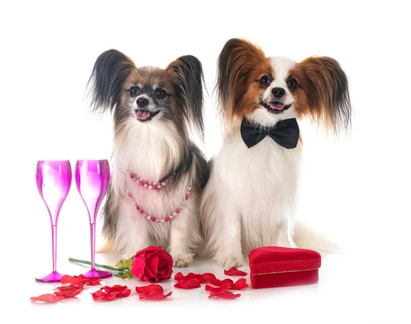 Papillon Dogs Valentine Day Front White Background — Foto Stock