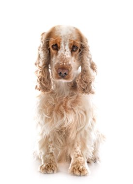 Beyaz arka plan önünde İngiliz yavru horoz İspanyol