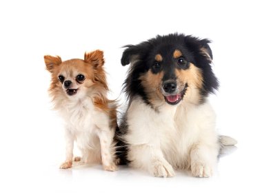 Beyaz arkaplan önünde genç kaba çoban köpeği