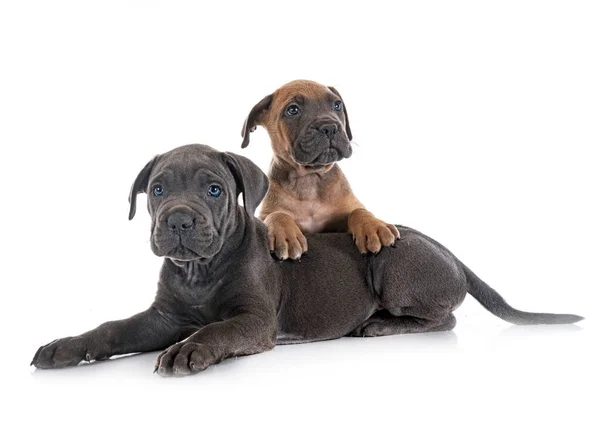 Köpek Yavruları Talyan Mastifi Beyaz Arka Planda — Stok fotoğraf